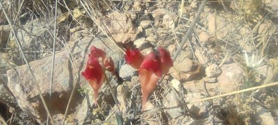 Linaria aeruginea, photographed by Santiago Martín-Bravo