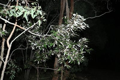 Alphitonia excelsa, photographed by Greg Tasney