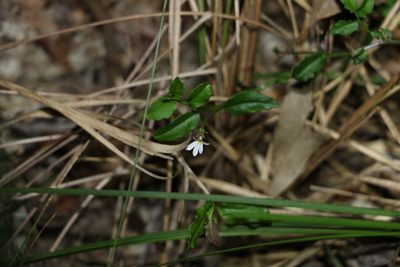 Lobelia purpurascens, photographed by Greg Tasney