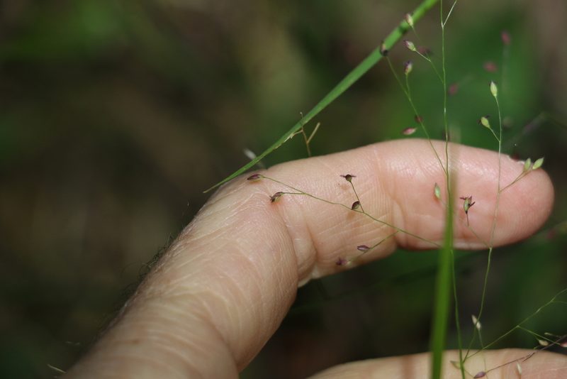 Panicum simile, photographed by Greg Tasney