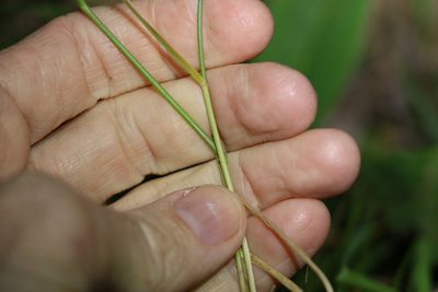 Panicum simile, photographed by Greg Tasney