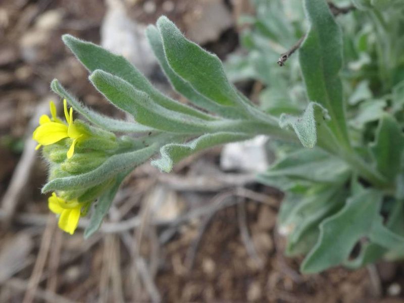Fibigia clypeata, photographed by Ben Costamagna