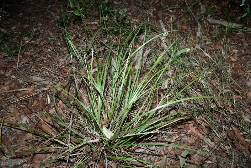 Lomandra multiflora, photographed by Greg Tasney