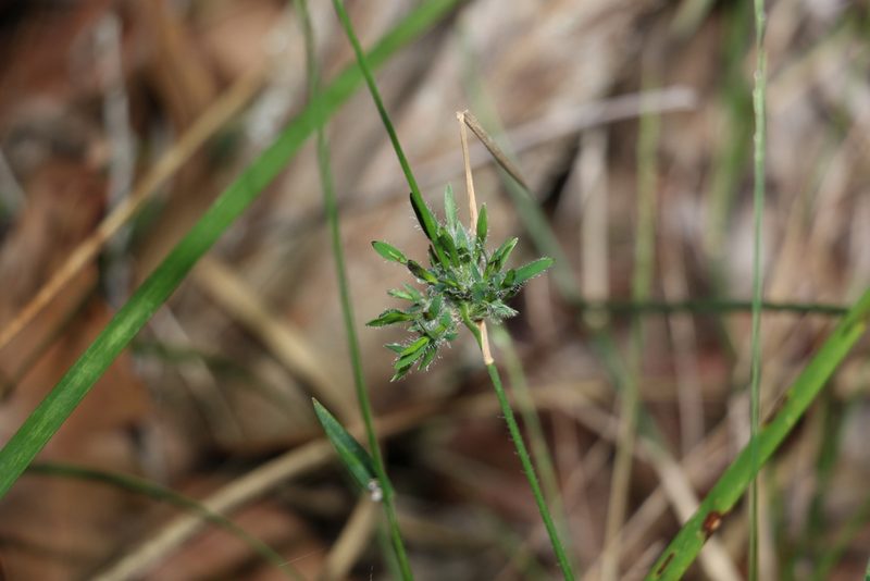 Entolasia stricta, photographed by Greg Tasney