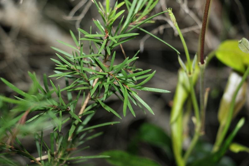 Melaleuca nodosa, photographed by Greg Tasney