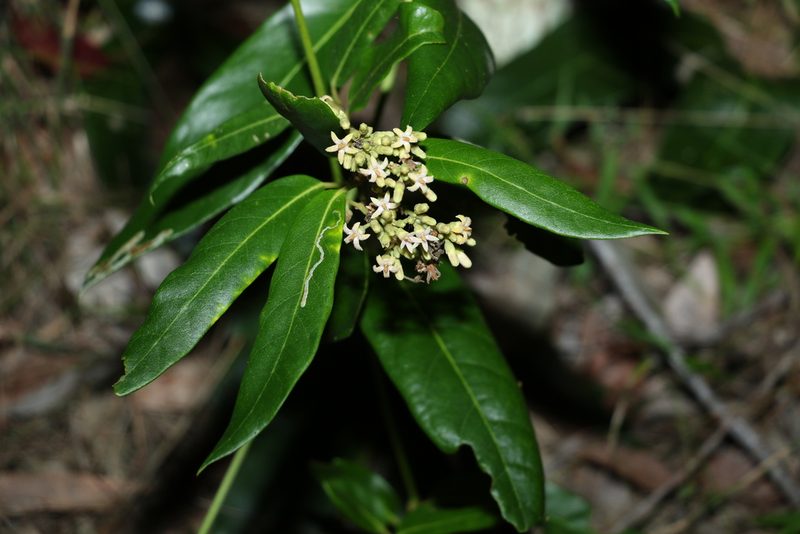 Parsonsia straminea, photographed by Greg Tasney