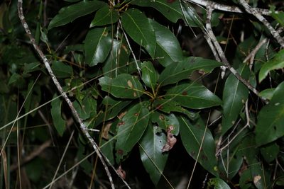 Lophostemon suaveolens, photographed by Greg Tasney