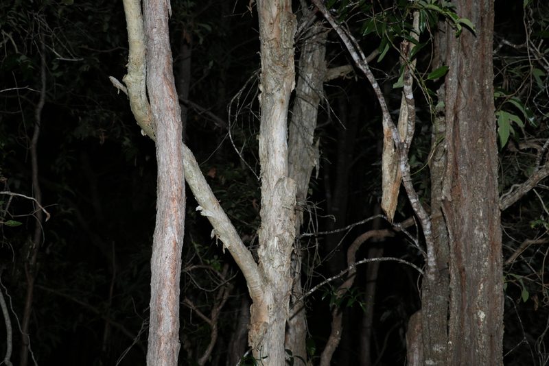 Melaleuca quinquenervia, photographed by Greg Tasney