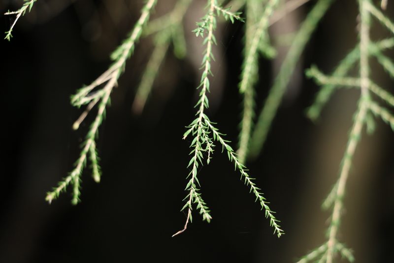 Melaleuca irbyana, photographed by Greg Tasney
