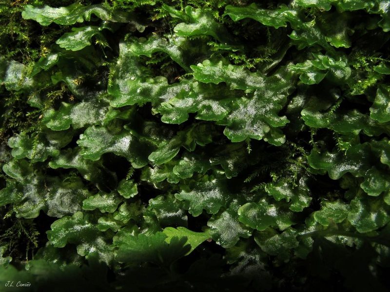 Dumortiera hirsuta, photographed by José Luis Camaño
