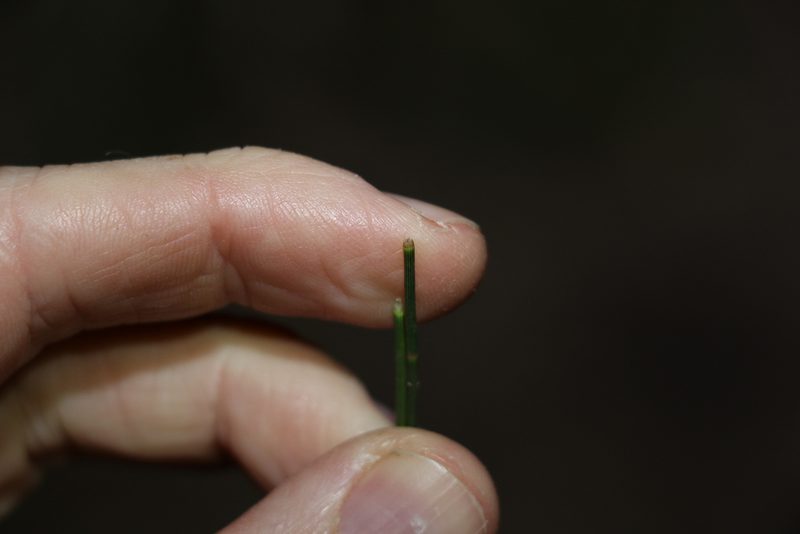Casuarina glauca, photographed by Greg Tasney