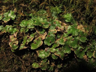 Lunularia cruciata, photographed by José Luis Camaño