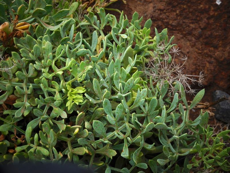 Crithmum maritimum, photographed by desertnaturalist