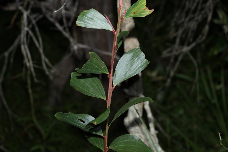 Acacia leiocalyx, photographed by Greg Tasney