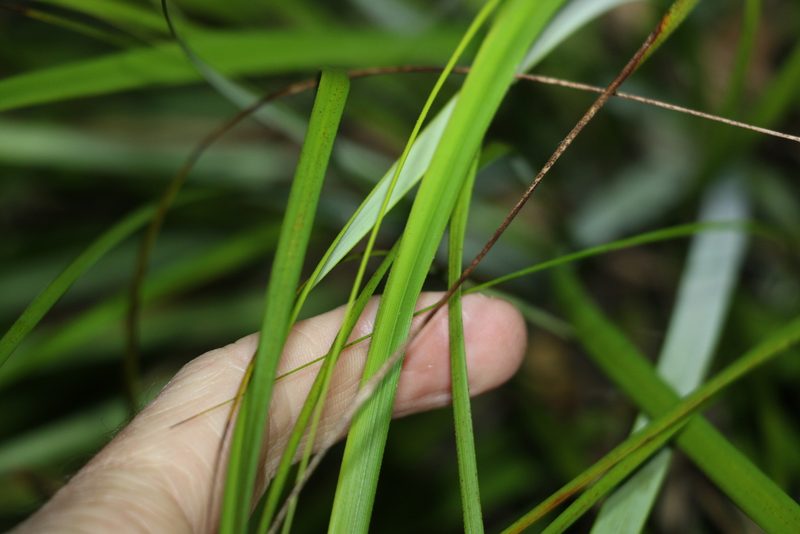 Gahnia aspera, photographed by Greg Tasney