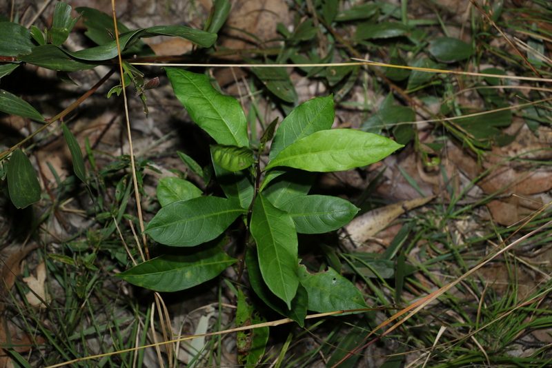 Dodonaea triquetra, photographed by Greg Tasney