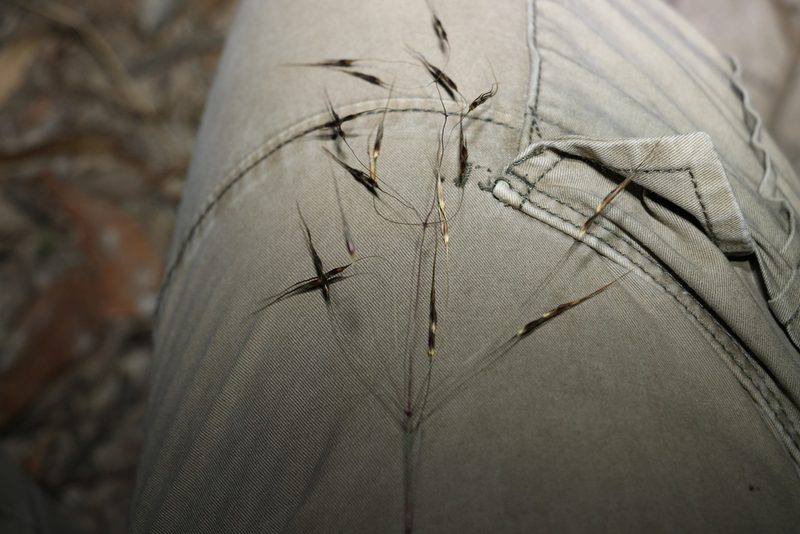 Chrysopogon sylvaticus, photographed by Greg Tasney