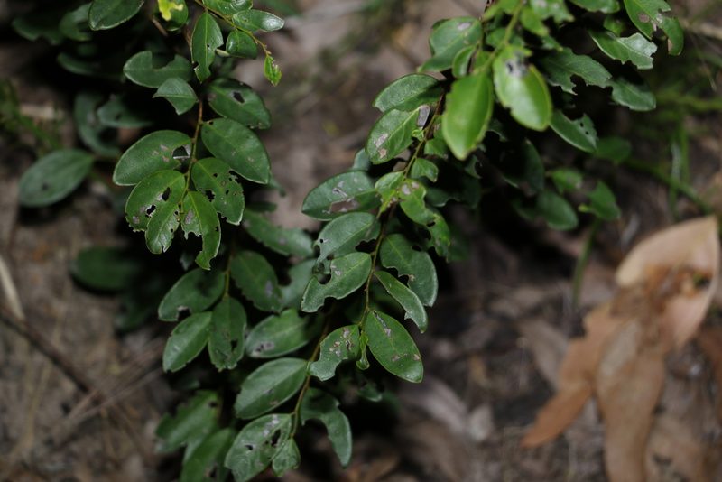 Breynia oblongifolia, photographed by Greg Tasney