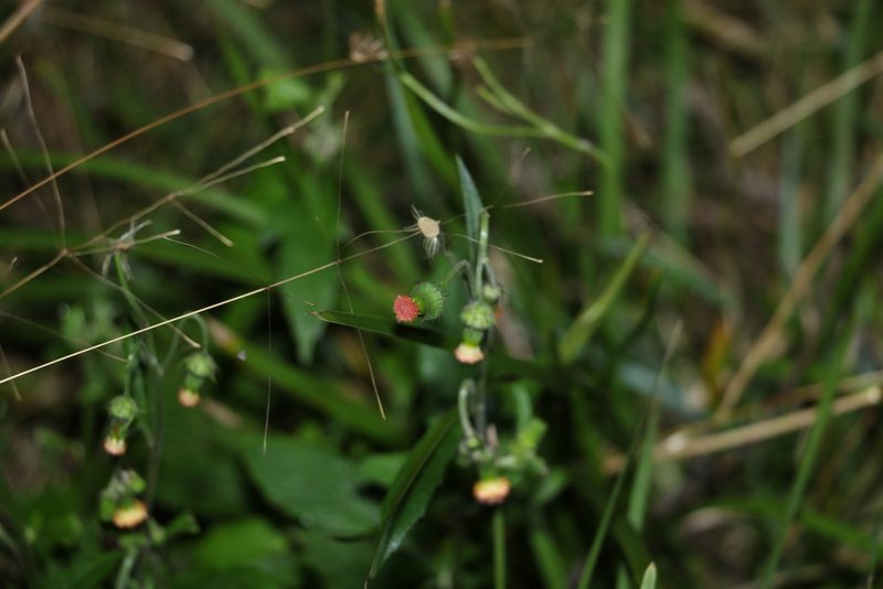 Crassocephalum crepidioides, photographed by Greg Tasney