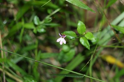 Lobelia purpurascens, photographed by Greg Tasney