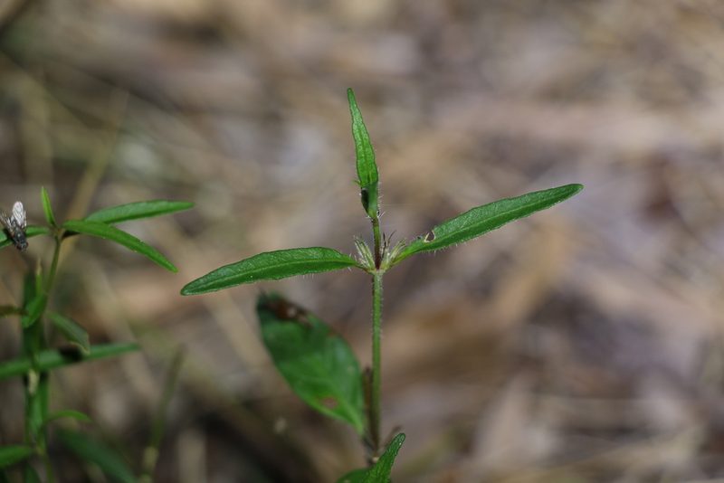 Brunoniella australis, photographed by Greg Tasney