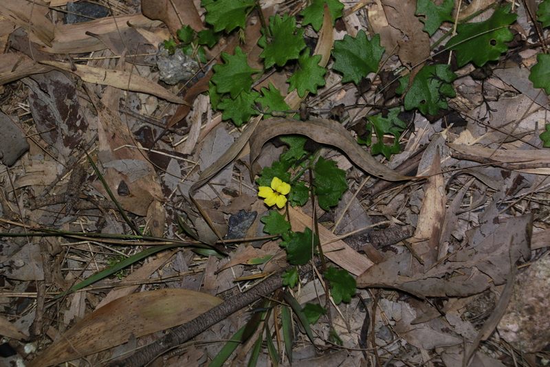 Goodenia rotundifolia, photographed by Greg Tasney
