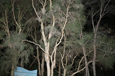 Melaleuca irbyana, photographed by Greg Tasney