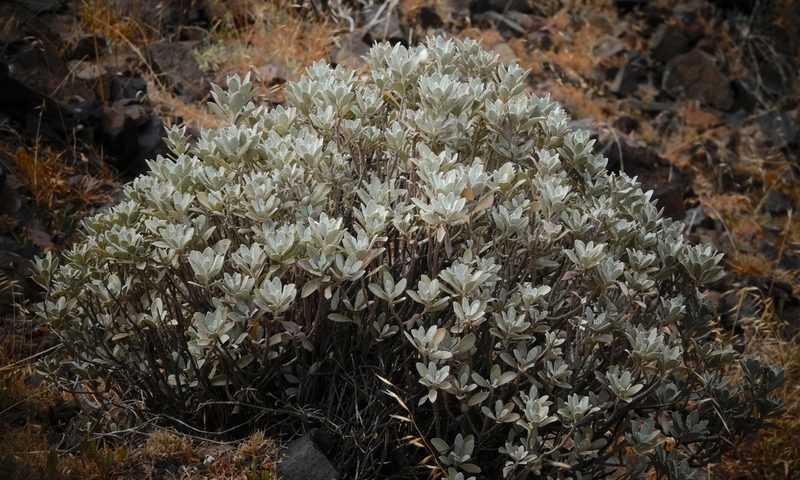 Helichrysum obconicum, photographed by desertnaturalist
