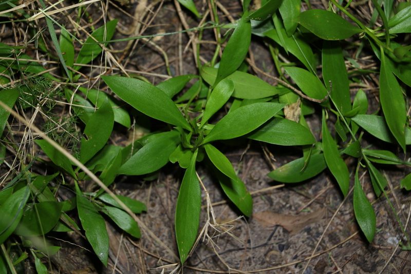 Myoporum acuminatum, photographed by Greg Tasney