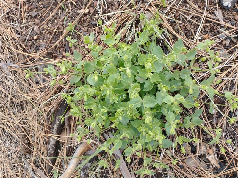 Silene campanulata, photographed by Drew Meyer