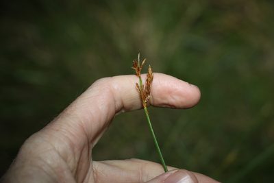Fimbristylis ferruginea