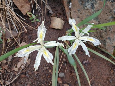 Iris tenuissima, photographed by Drew Meyer