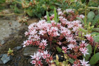 Sedum anglicum, photographed by Rafael Medina