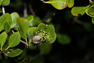 Aegiceras corniculatum, photographed by Greg Tasney