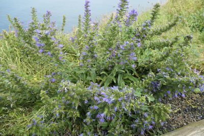 Echium vulgare, photographed by Rafael Medina