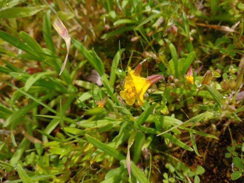 Erythranthe microphylla, photographed by Drew Meyer