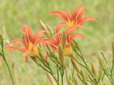 Hemerocallis fulva, photographed by Laura Mae