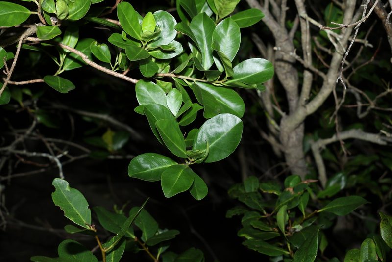 Excoecaria agallocha, photographed by Greg Tasney