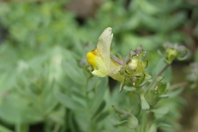 Linaria polygalifolia, photographed by Rafael Medina
