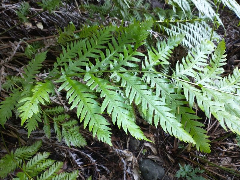 Woodwardia fimbriata, photographed by Drew Meyer