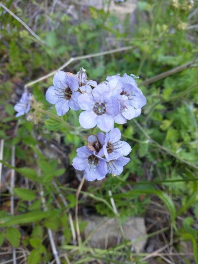Phacelia bolanderi, photographed by Drew Meyer
