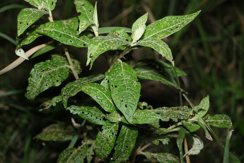 Solanum stelligerum, photographed by Greg Tasney