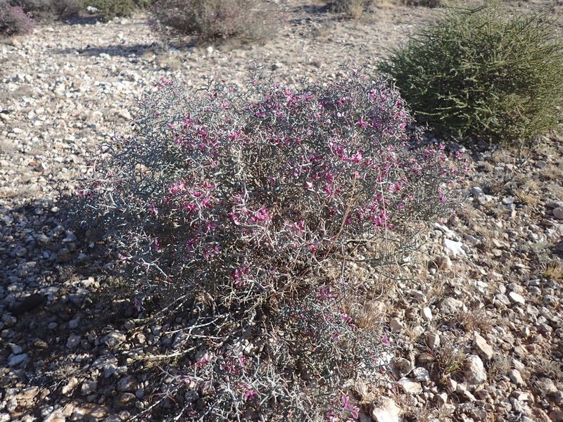 Polygala pungens, photographed by Mahomed Desai