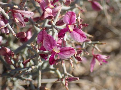 Polygala pungens, photographed by Mahomed Desai