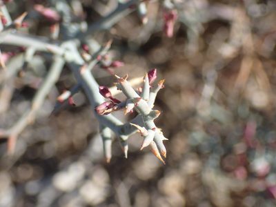 Polygala pungens, photographed by Mahomed Desai