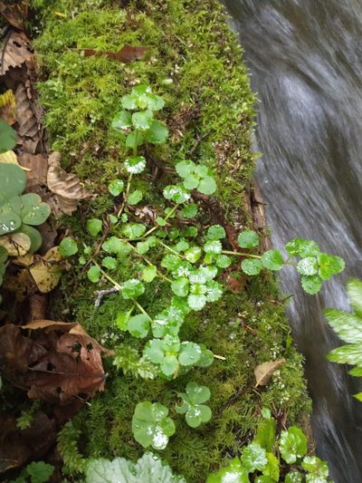 Chrysosplenium glechomifolium, photographed by Drew Meyer