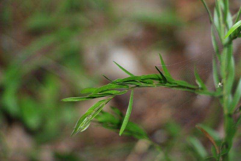 Acacia fimbriata, photographed by Greg Tasney