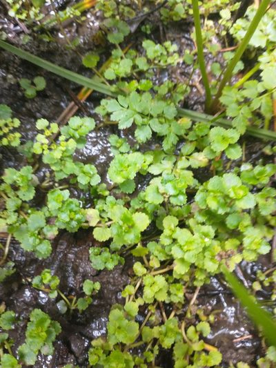 Chrysosplenium glechomifolium, photographed by Drew Meyer