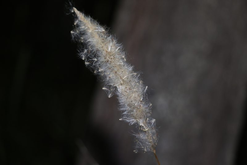 Imperata cylindrica, photographed by Greg Tasney