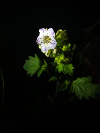 Phacelia bolanderi, photographed by Drew Meyer